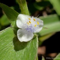 <i>Cyanotis villosa</i>  (Spreng.) Schult. & Schult.f.